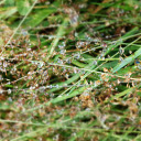Dew Damp Grass Flowers  screen for extension Chrome web store in OffiDocs Chromium