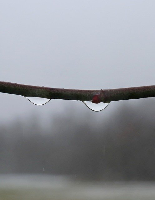 無料ダウンロードDewDewdropAutumnRefraction-GIMPオンライン画像エディタで編集できる無料の写真または画像