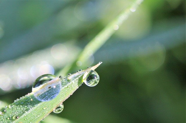 Free download Dewdrop Meadow Macro -  free photo or picture to be edited with GIMP online image editor