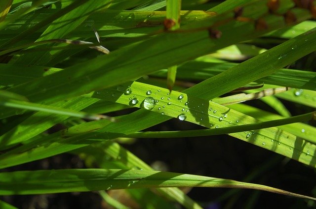 הורדה חינם של Dewdrop Plant Green - תמונה או תמונה בחינם לעריכה עם עורך התמונות המקוון GIMP