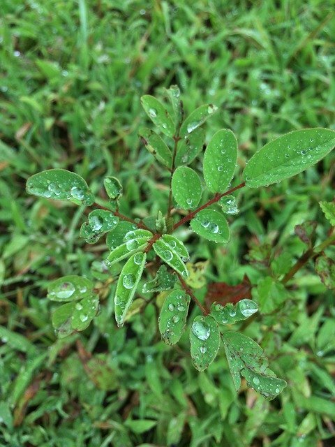 Free download Dew Drops Droplets -  free photo or picture to be edited with GIMP online image editor