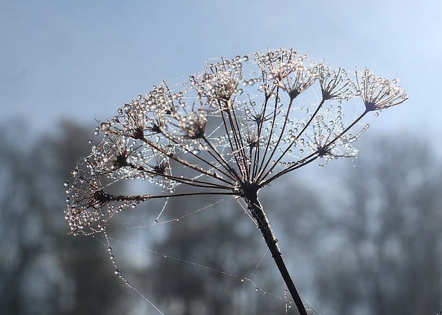 無料ダウンロード露滴乾燥植物水滴散形花序無料画像をGIMPで編集する無料のオンライン画像エディター