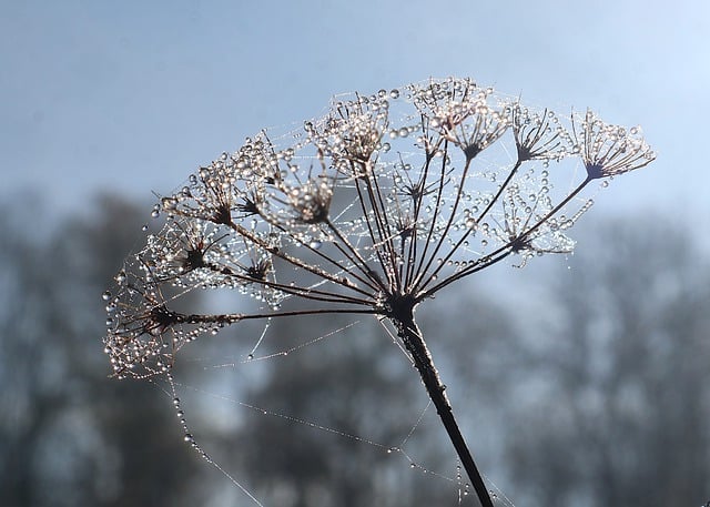 Free download dewdrops dry plant waterdrops umbel free picture to be edited with GIMP free online image editor