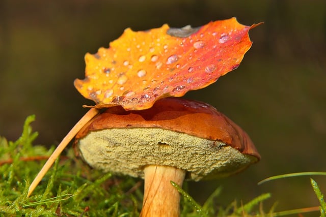 Ücretsiz indir çiy damlaları yaprak sonbahar bitki örtüsü ücretsiz resim GIMP ücretsiz çevrimiçi resim düzenleyici ile düzenlenebilir