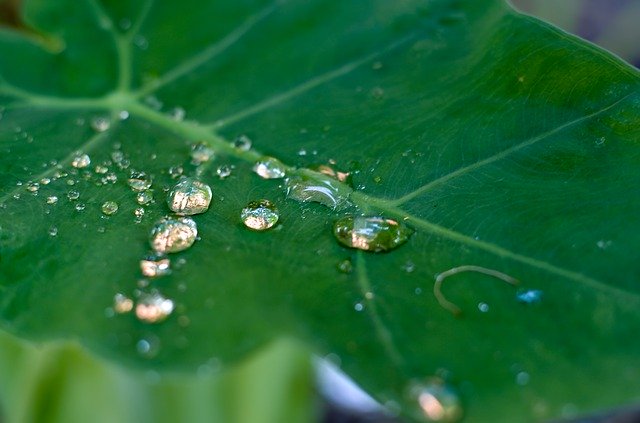 Free download Dew Drops Leaf The -  free photo or picture to be edited with GIMP online image editor