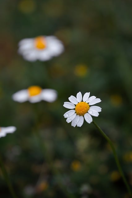Free download dew drops macro flower daisy fresh free picture to be edited with GIMP free online image editor