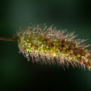 Dew drops on grass  screen for extension Chrome web store in OffiDocs Chromium