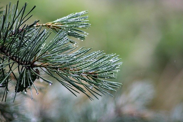 Ücretsiz indir Nemli Çiy Ormanı - GIMP çevrimiçi resim düzenleyici ile düzenlenecek ücretsiz fotoğraf veya resim