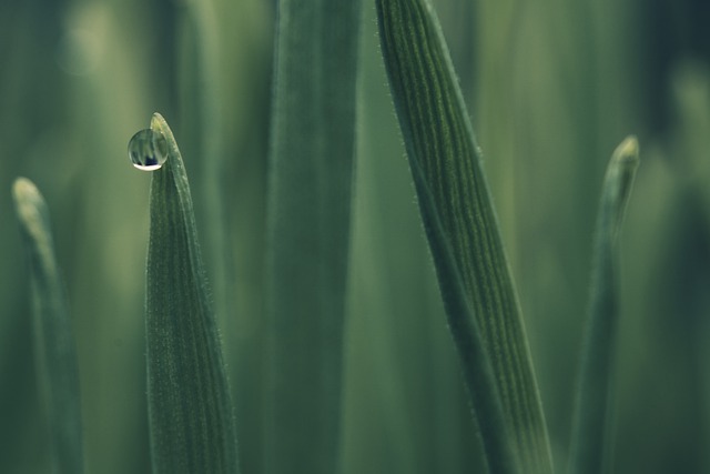 Free download dew grass water drop plant stem free picture to be edited with GIMP free online image editor