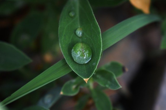 הורדה חינם Dew Leaf Morning - תמונה או תמונה בחינם לעריכה עם עורך התמונות המקוון GIMP