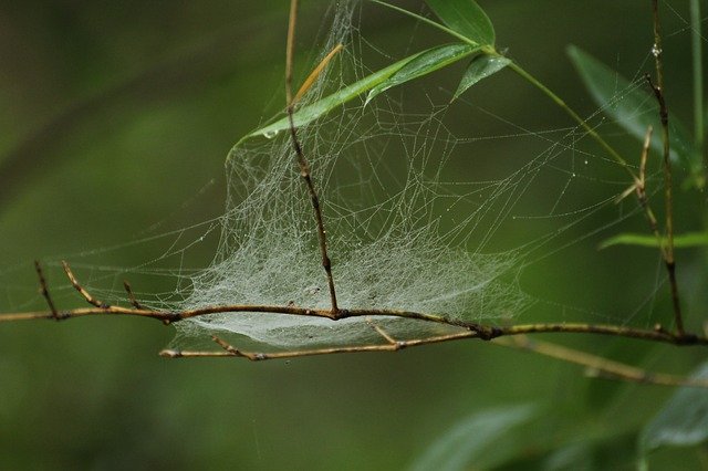 Free download Dew On Web Spider Wed -  free photo or picture to be edited with GIMP online image editor