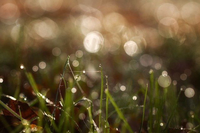 Free picture Dew Rush Bokeh -  to be edited by GIMP free image editor by OffiDocs