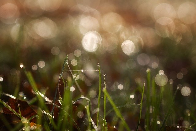 Free download Dew Rush Bokeh -  free photo or picture to be edited with GIMP online image editor