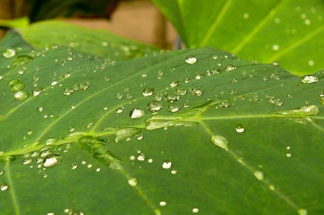Template Photo Dew Wet Nature for OffiDocs