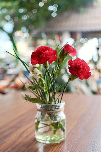 Free download dianthus caryophyllus flower b free picture to be edited with GIMP free online image editor
