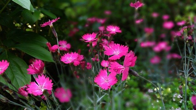 Free download Dianthus Pink Flower Flowering -  free illustration to be edited with GIMP free online image editor
