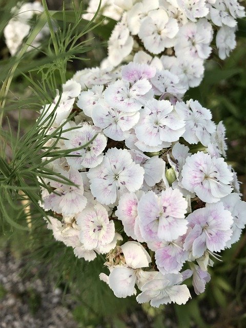 무료 다운로드 Dianthus White Flower - 무료 사진 또는 김프 온라인 이미지 편집기로 편집할 수 있는 사진