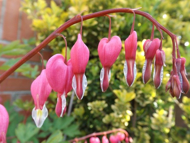 Dicentra Bleeding Heart Flower'ı ücretsiz indirin - GIMP çevrimiçi resim düzenleyiciyle düzenlenecek ücretsiz fotoğraf veya resim