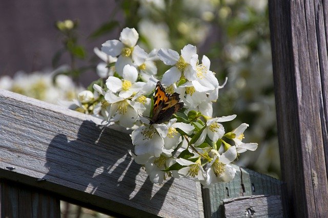 تنزيل Diestel Falter Butterfly Close Up مجانًا - صورة مجانية أو صورة ليتم تحريرها باستخدام محرر الصور عبر الإنترنت GIMP