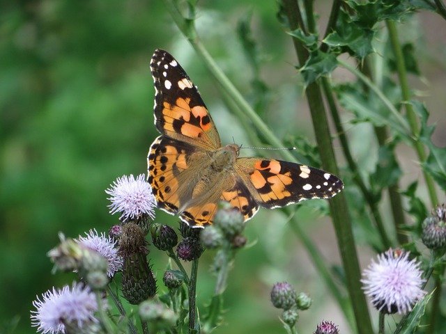تحميل مجاني Diestel Falter Butterfly Orange - صورة مجانية أو صورة ليتم تحريرها باستخدام محرر الصور عبر الإنترنت GIMP