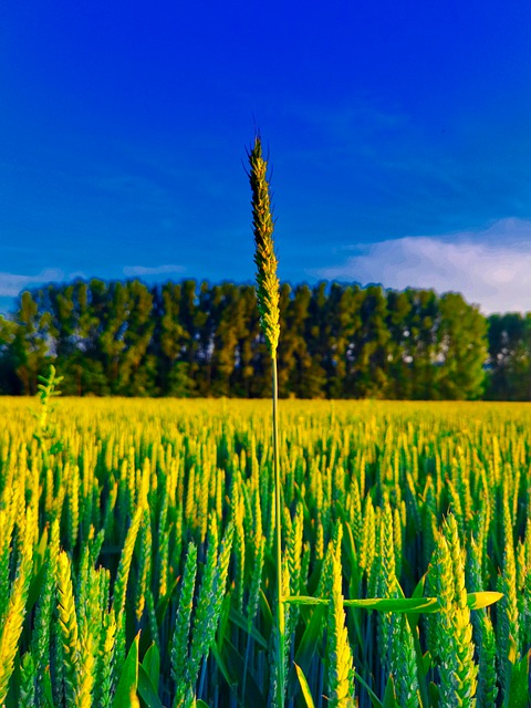 Free download different grain growth field free picture to be edited with GIMP free online image editor