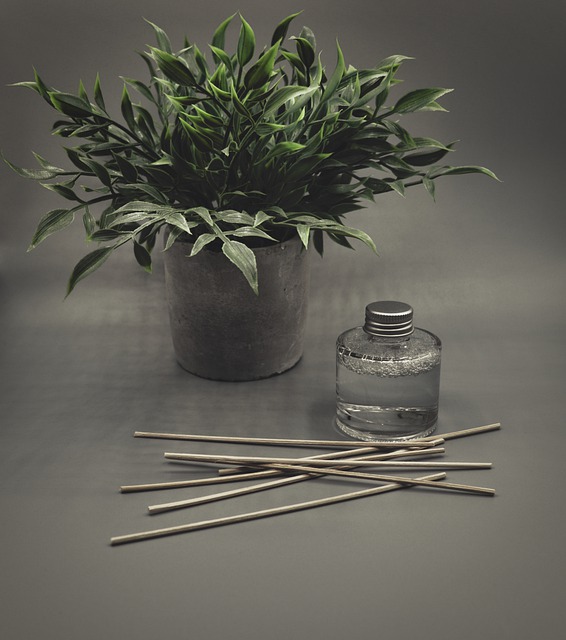 Free download diffuser plant reeds spa scent free picture to be edited with GIMP free online image editor