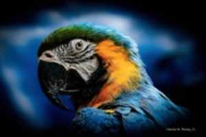 Free download Digital Cartoon of a Blue-and-Yellow Macaw free photo or picture to be edited with GIMP online image editor