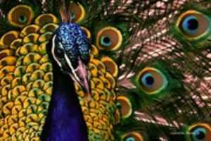 Free download Digital Cartoon of a Peacock free photo or picture to be edited with GIMP online image editor