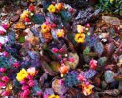 Free download Digital Cartoon of Flowers and Cacti at the Arizona-Sonora Desert Museum in Tucson, Arizona free photo or picture to be edited with GIMP online image editor