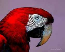 Free download Digital Color Ink Drawing of a Red and Blue Macaw free photo or picture to be edited with GIMP online image editor