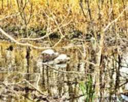 Free download Digital Color Pencil Drawing of Snowy Egrets at Brazos Bend State Park free photo or picture to be edited with GIMP online image editor