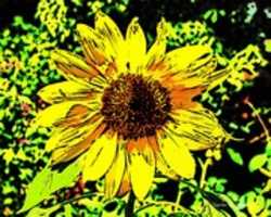 Free download Digital Comic Drawing of a Sunflower free photo or picture to be edited with GIMP online image editor