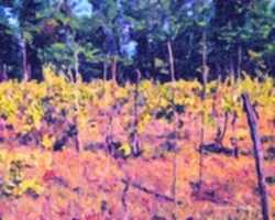 イタリア、フチェッキオのブドウ畑のデジタル厚塗り絵画を無料ダウンロード GIMP オンライン画像エディターで編集できる無料の写真または画像