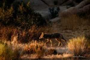 Free download Digital Oil Pastel Drawing of a Coyote in the Mojave Desert free photo or picture to be edited with GIMP online image editor