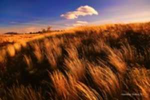 Free download Digital Pastel Drawing of a Lake Tekapo Field free photo or picture to be edited with GIMP online image editor