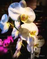 Free download Digital Pastel Drawing of White Orchids free photo or picture to be edited with GIMP online image editor