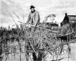 Free download Digital Pencil Drawing of a Man Harvesting Gladdon free photo or picture to be edited with GIMP online image editor
