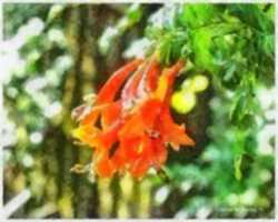 Libreng download Digital Watercolor Painting ng isang Trumpet Vine libreng larawan o larawan na ie-edit gamit ang GIMP online image editor