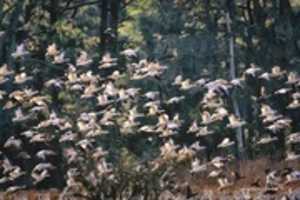Free download Digital Watercolor Painting of Snow Geese free photo or picture to be edited with GIMP online image editor