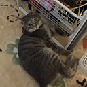 Diigo outliner  screen for extension Chrome web store in OffiDocs Chromium