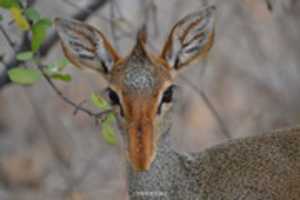 Free download Dikdik free photo or picture to be edited with GIMP online image editor