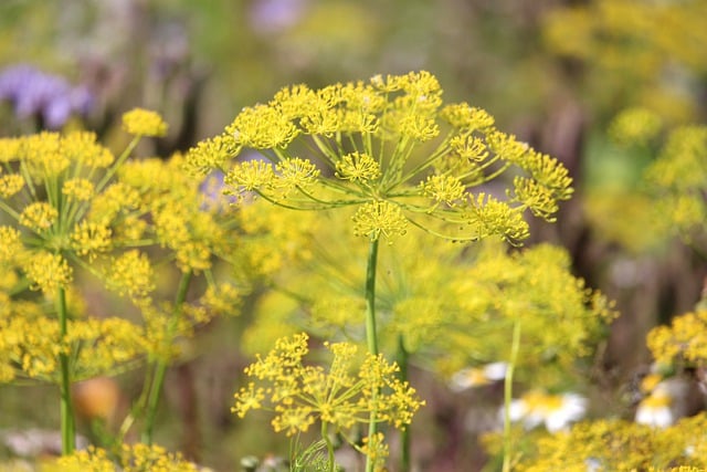 Téléchargement gratuit d'une image gratuite de vitamines et d'herbes à l'aneth à modifier avec l'éditeur d'images en ligne gratuit GIMP