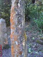 Free download dingle ogham stones 3 free photo or picture to be edited with GIMP online image editor