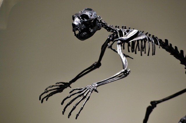 دانلود رایگان Dinosaur Skeleton Extinct - عکس یا تصویر رایگان قابل ویرایش با ویرایشگر تصویر آنلاین GIMP