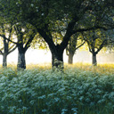 Dinos Theme  screen for extension Chrome web store in OffiDocs Chromium