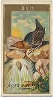 Free download Dipper, from the Birds of America series (N4) for Allen & Ginter Cigarettes Brands free photo or picture to be edited with GIMP online image editor