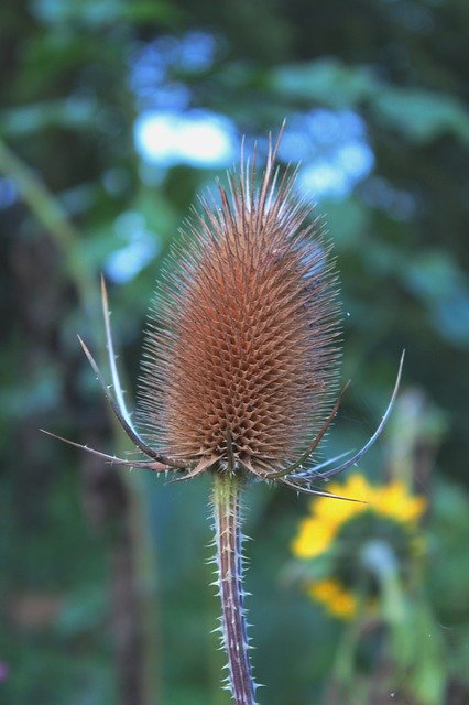 Descărcare gratuită Dipsacus Fullonum Great Kaardebol - fotografie sau imagine gratuită pentru a fi editată cu editorul de imagini online GIMP