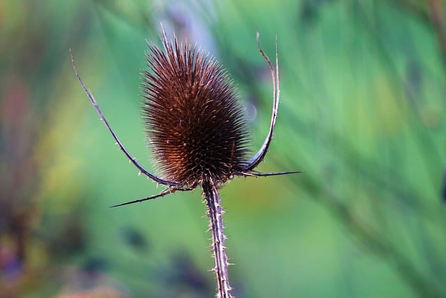 Free download dipsacus teasel thistle nature free picture to be edited with GIMP free online image editor