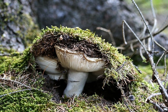 Free download disc fungus mushroom hidden moss free picture to be edited with GIMP free online image editor