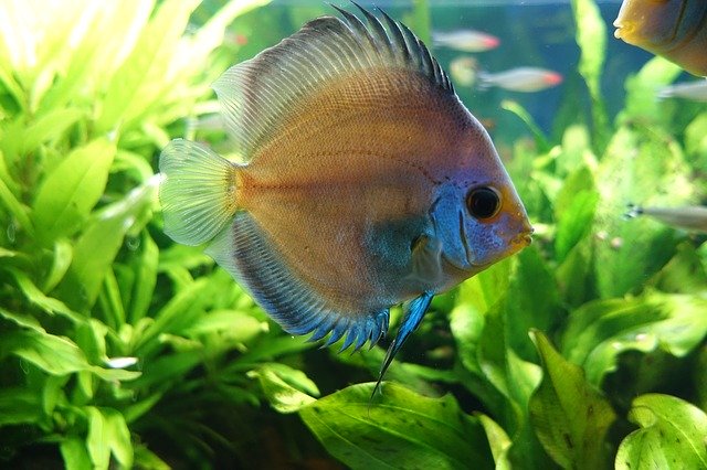 ดาวน์โหลดฟรี Discus Fish Aquarium - ภาพถ่ายหรือรูปภาพฟรีที่จะแก้ไขด้วยโปรแกรมแก้ไขรูปภาพออนไลน์ GIMP